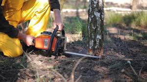Lawn Renovation and Restoration in Tenaha, TX