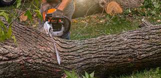 Best Hazardous Tree Removal  in Tenaha, TX