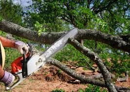 Best Arborist Consultation Services  in Tenaha, TX