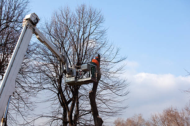 Best Tree Cabling and Bracing  in Tenaha, TX